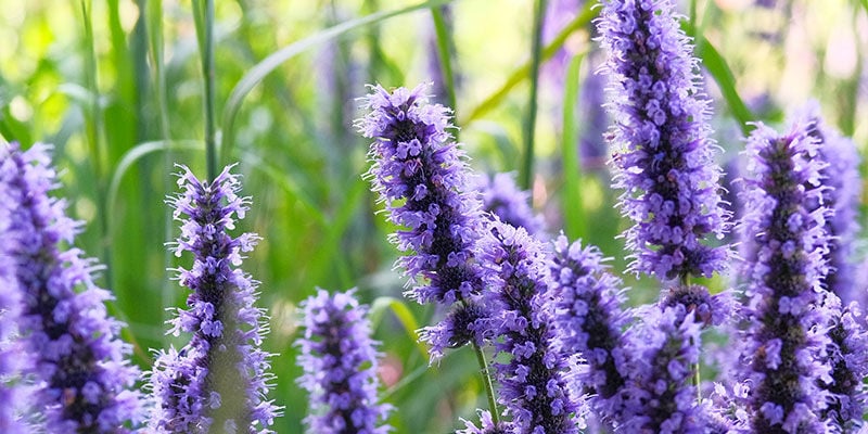 Hyssop