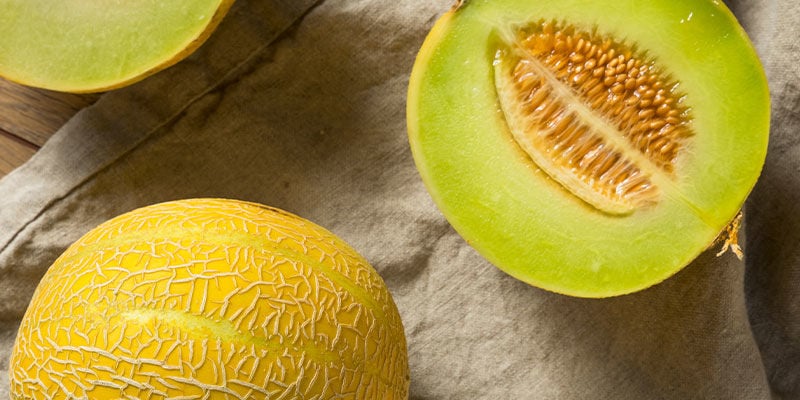 MELON JAUNE D'OR - Mascarell Semillas