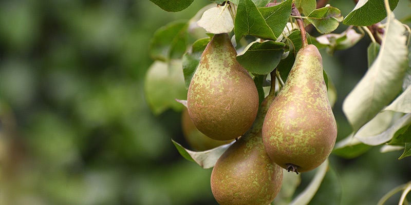 Pears