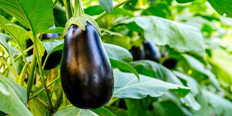 Aubergine/Eggplant