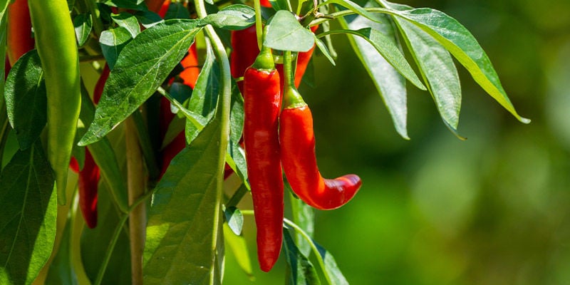 Chillies/Peppers