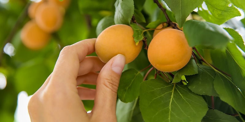 Apricots