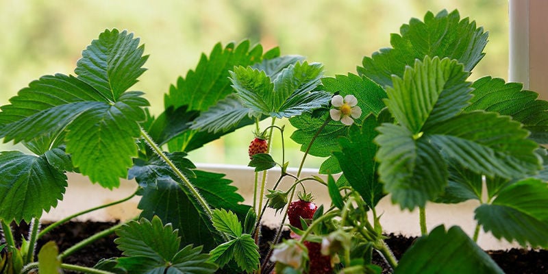 Strawberries