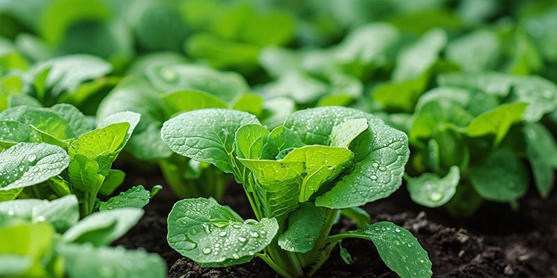 Are leafy greens easy to grow?