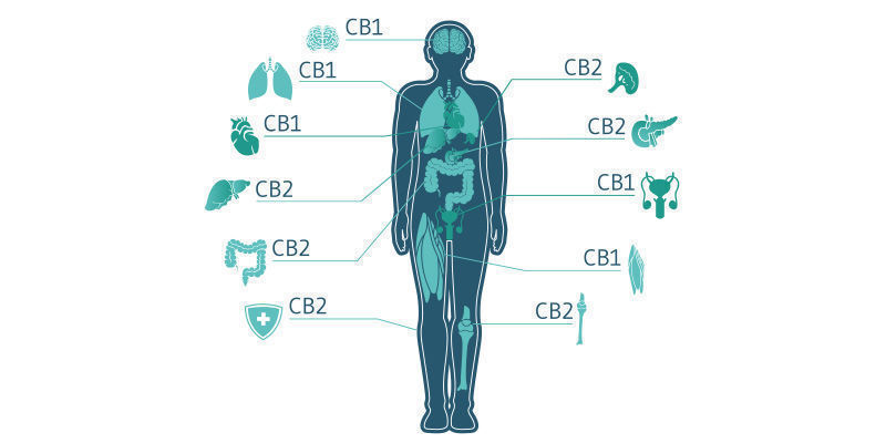 Interaction With The Endocannabinoid System