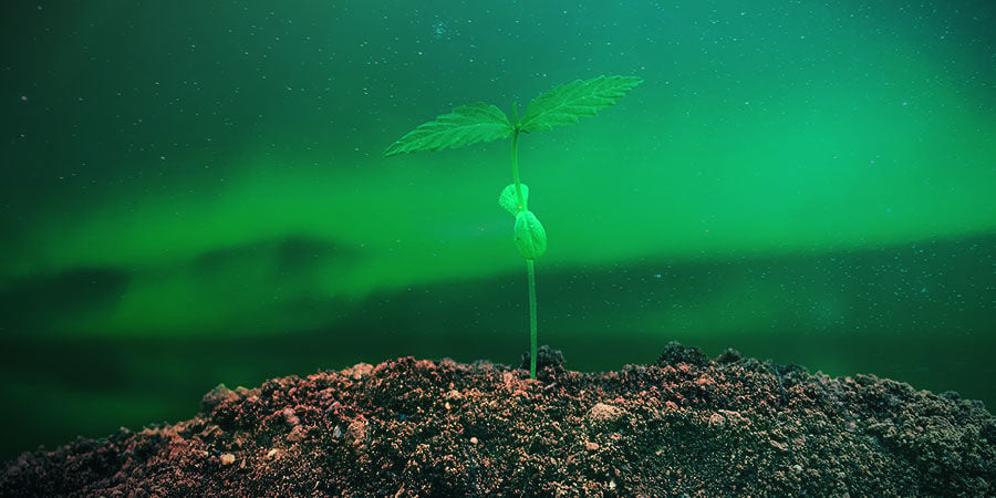 HOW TO GROW NORTHERN LIGHTS