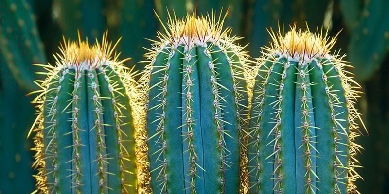 Keep Your San Pedro Cactus Healthy