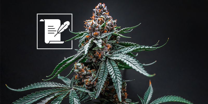 What to expect from a cannabis museum