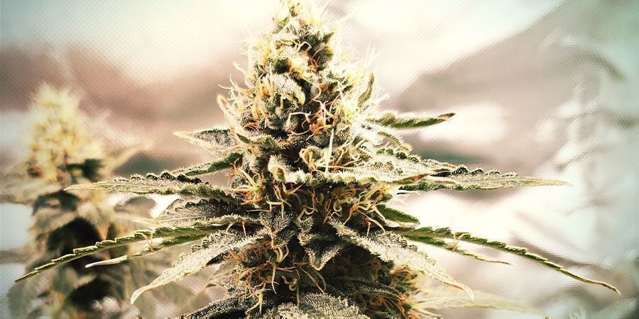 White Widow (Zamnesia Seeds)