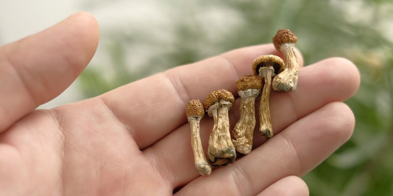 Biohacking with mushrooms: Nature’s gift