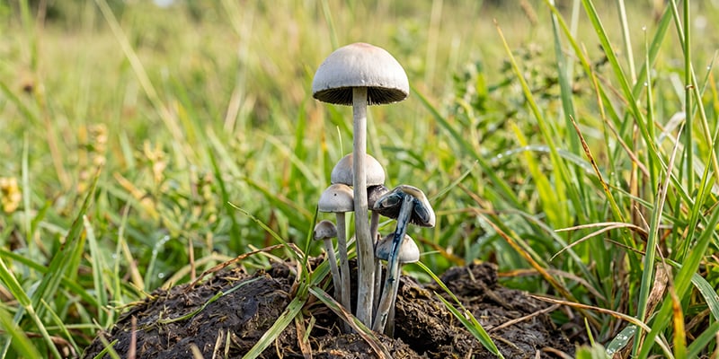 Panaeolus cyanescens