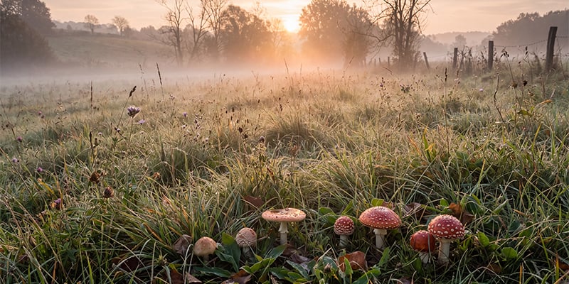 Climate & seasonal conditions for outdoor growth