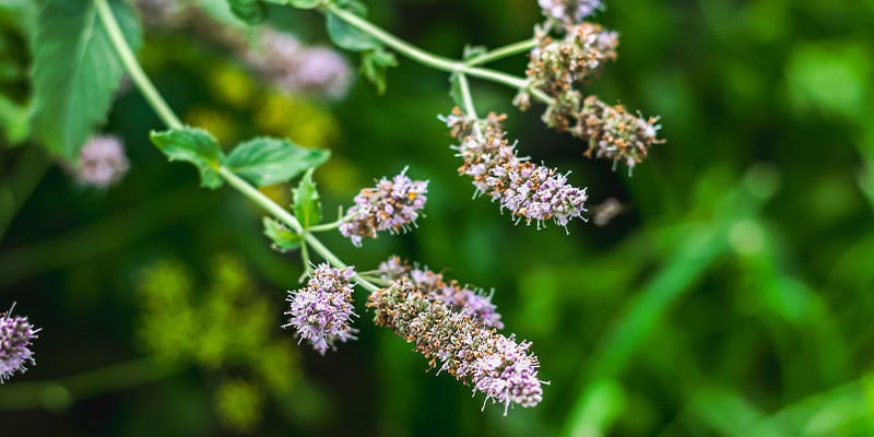 Understanding catnip