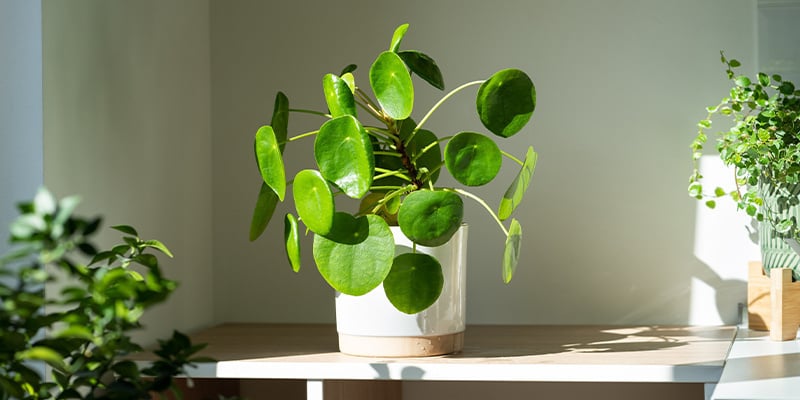 Provide adequate light for growth