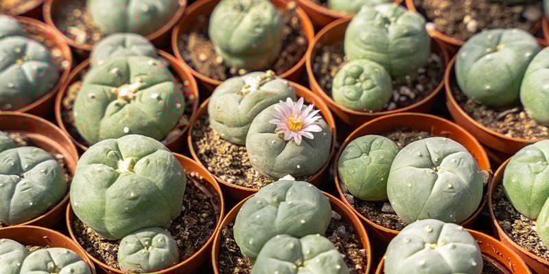 What does peyote look like?