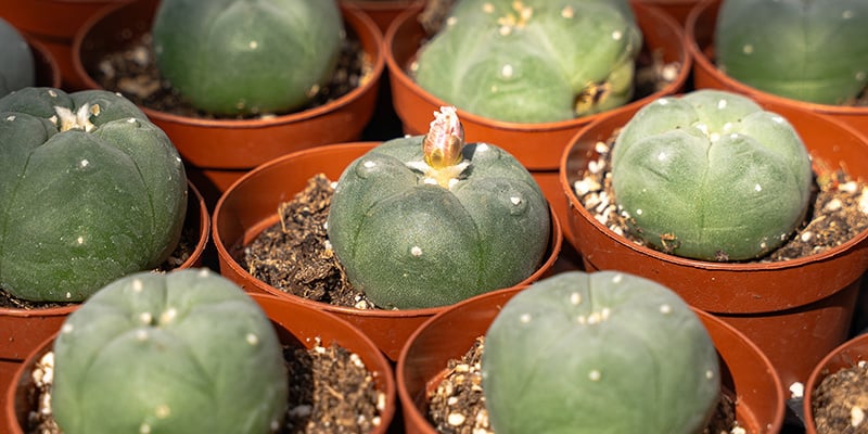 What is peyote cactus: A sacred plant with modern relevance