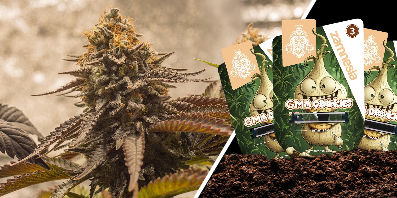GMO Cookies: Loud and unforgettably funky