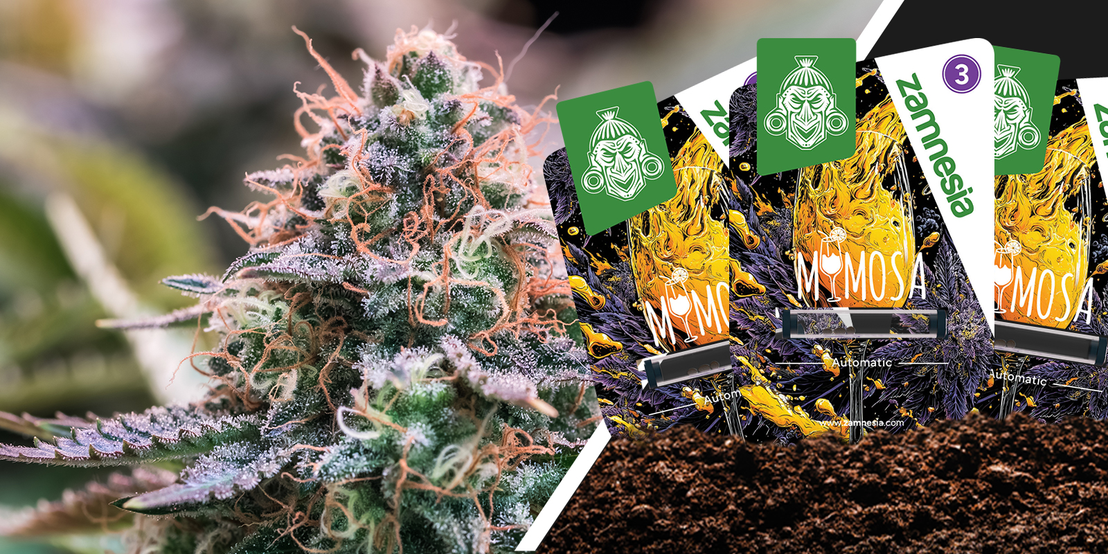 Mimosa: Citrus sparkle with a smooth landing Mimosa: Citrus sparkle with a smooth landing