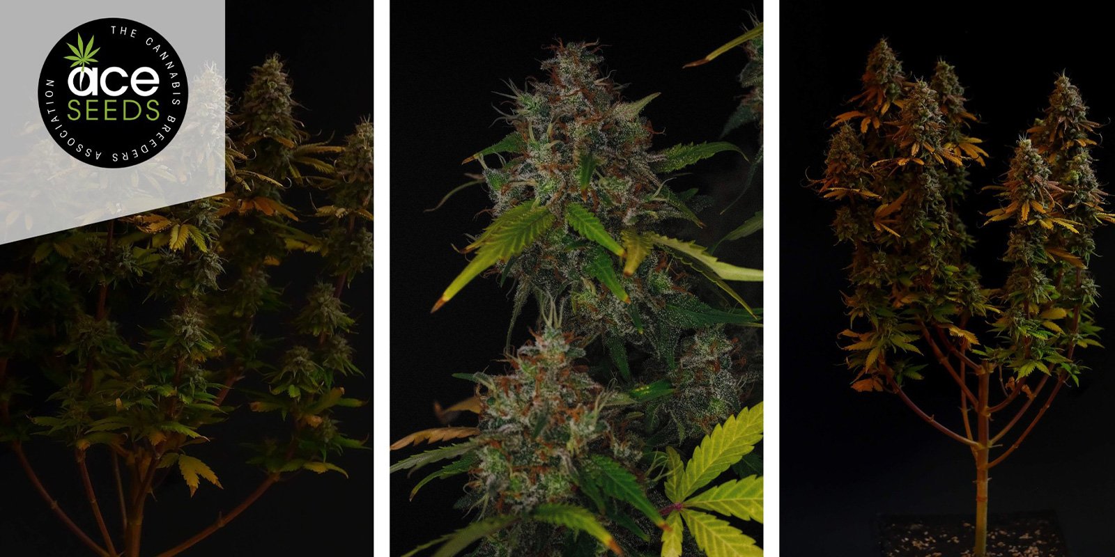 Erdpurt: ACE Seeds Erdpurt: ACE Seeds