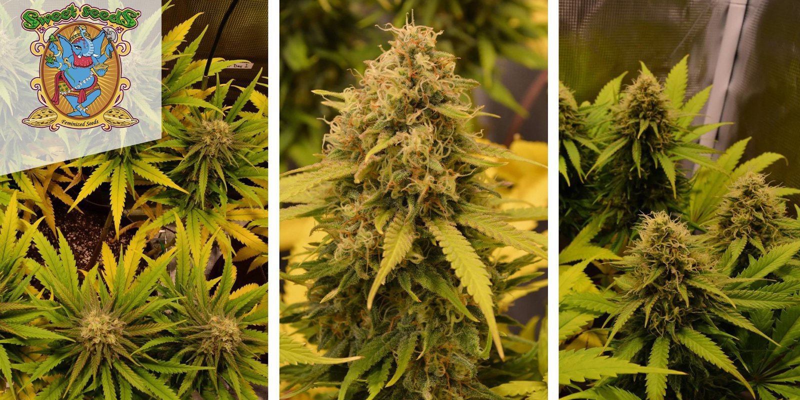 Green Poison Auto (Sweet Seeds) feminized