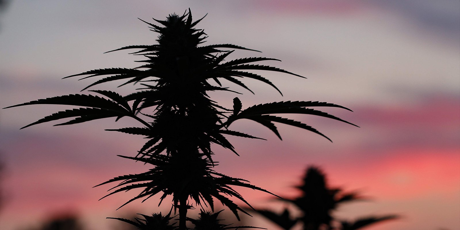 Set yourself up for a successful outdoor grow in Poland Set yourself up for a successful outdoor grow in Poland