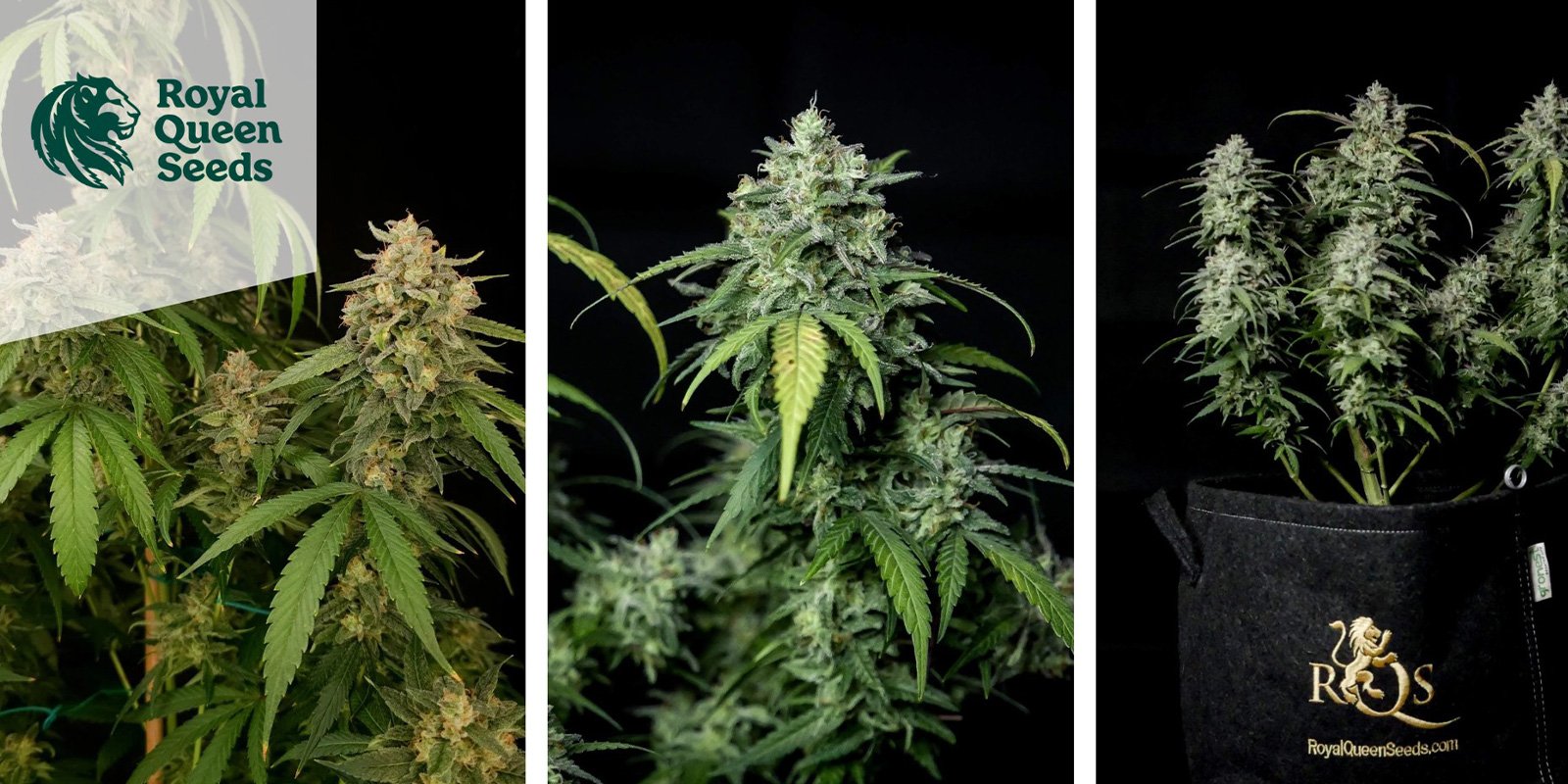 Special Queen 1 (Royal Queen Seeds) feminized Special Queen 1 (Royal Queen Seeds) feminized
