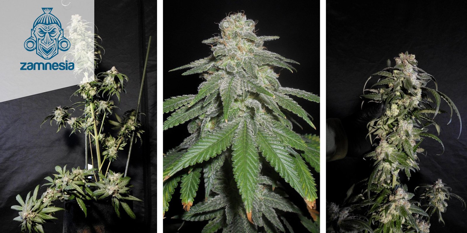 White Widow (Zamnesia Seeds) feminized White Widow (Zamnesia Seeds) feminized