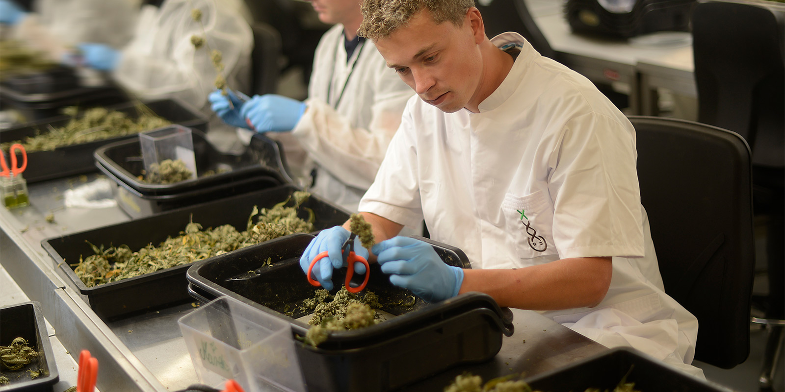 The synergy: Hollandse Hoogtes x Amsterdam Genetics The synergy: Hollandse Hoogtes x Amsterdam Genetics