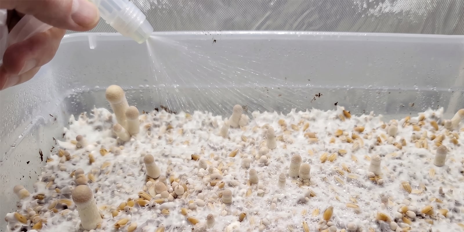 How to increase yields in a shoebox mushroom grow