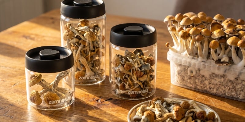 What Are Magic Mushrooms?