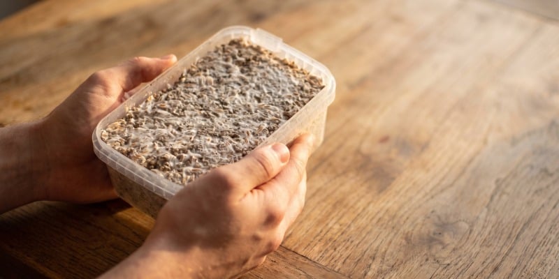 Step-by-Step: Growing With a Magic Mushroom Grow Kit (Classic)