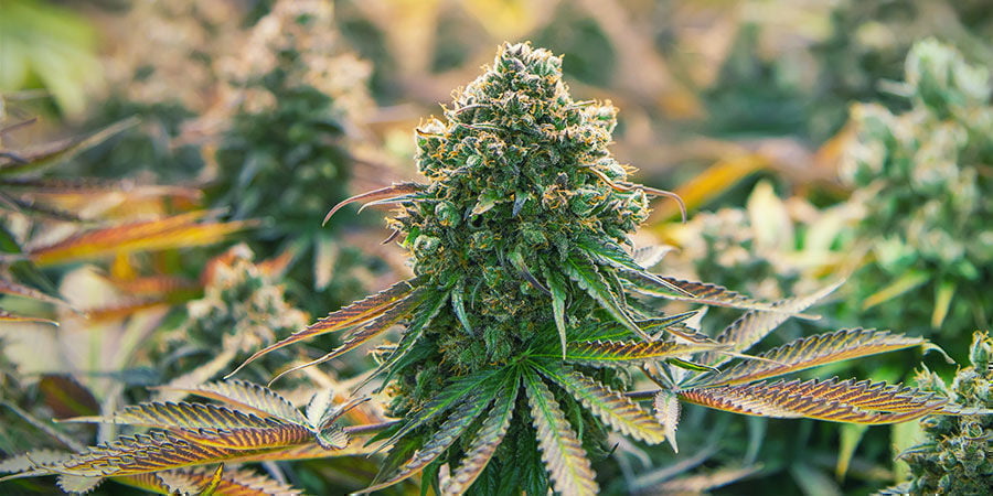Cannabis Strains Containing Beta-Caryophyllene