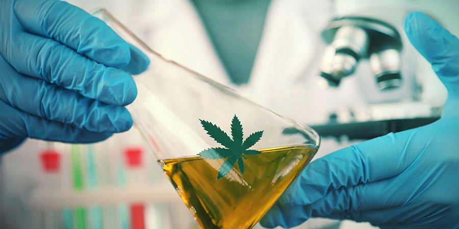 Autoflowering cannabis strains Continue to Get Better
