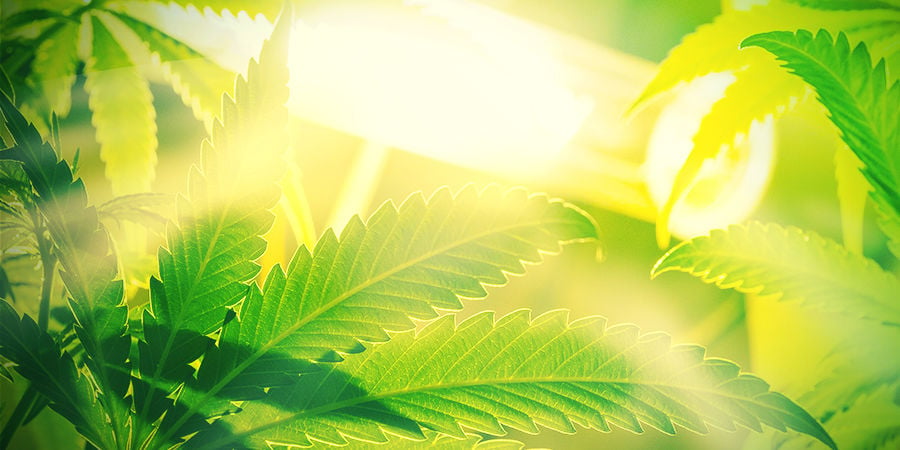 Autoflowering strains Aren’t Susceptible to Ambient Light