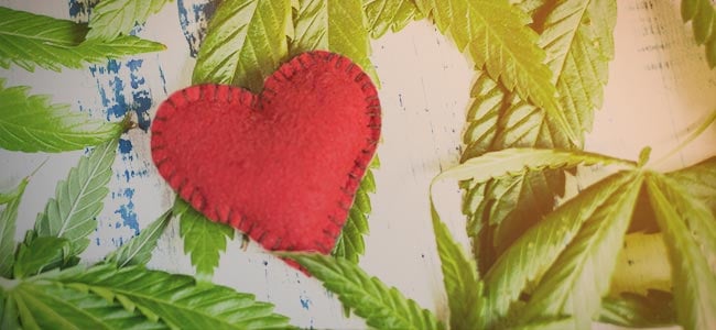 Why Grow Your Own Weed: Develop A Relationship With The Plant