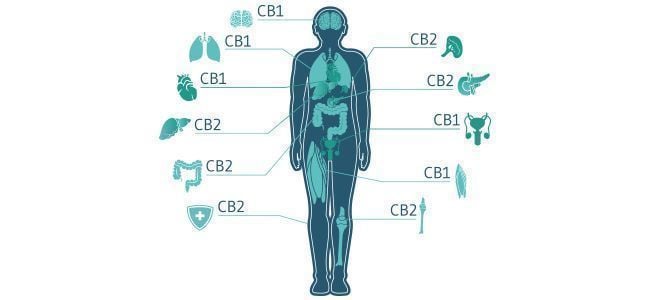 How Does The Endocannabinoid System Fit Into All Of This?