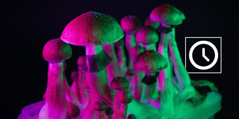 Can you redose magic mushrooms?