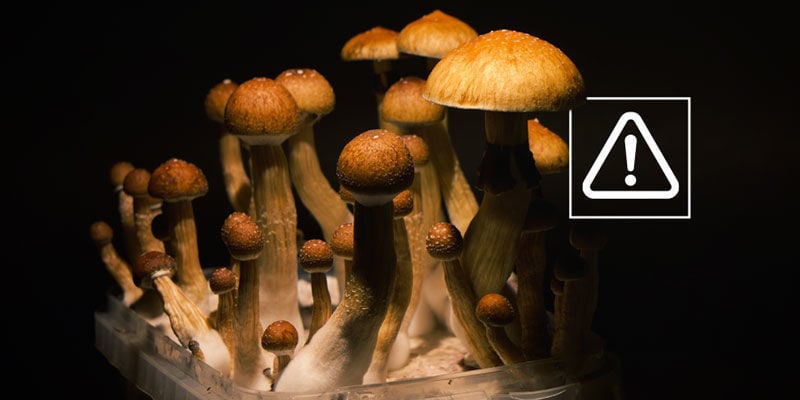 How Can I Ensure A Good Magic Mushroom Trip?