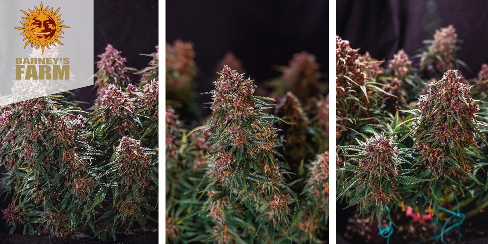 Gorilla Zkittlez Auto: Barney's Farm