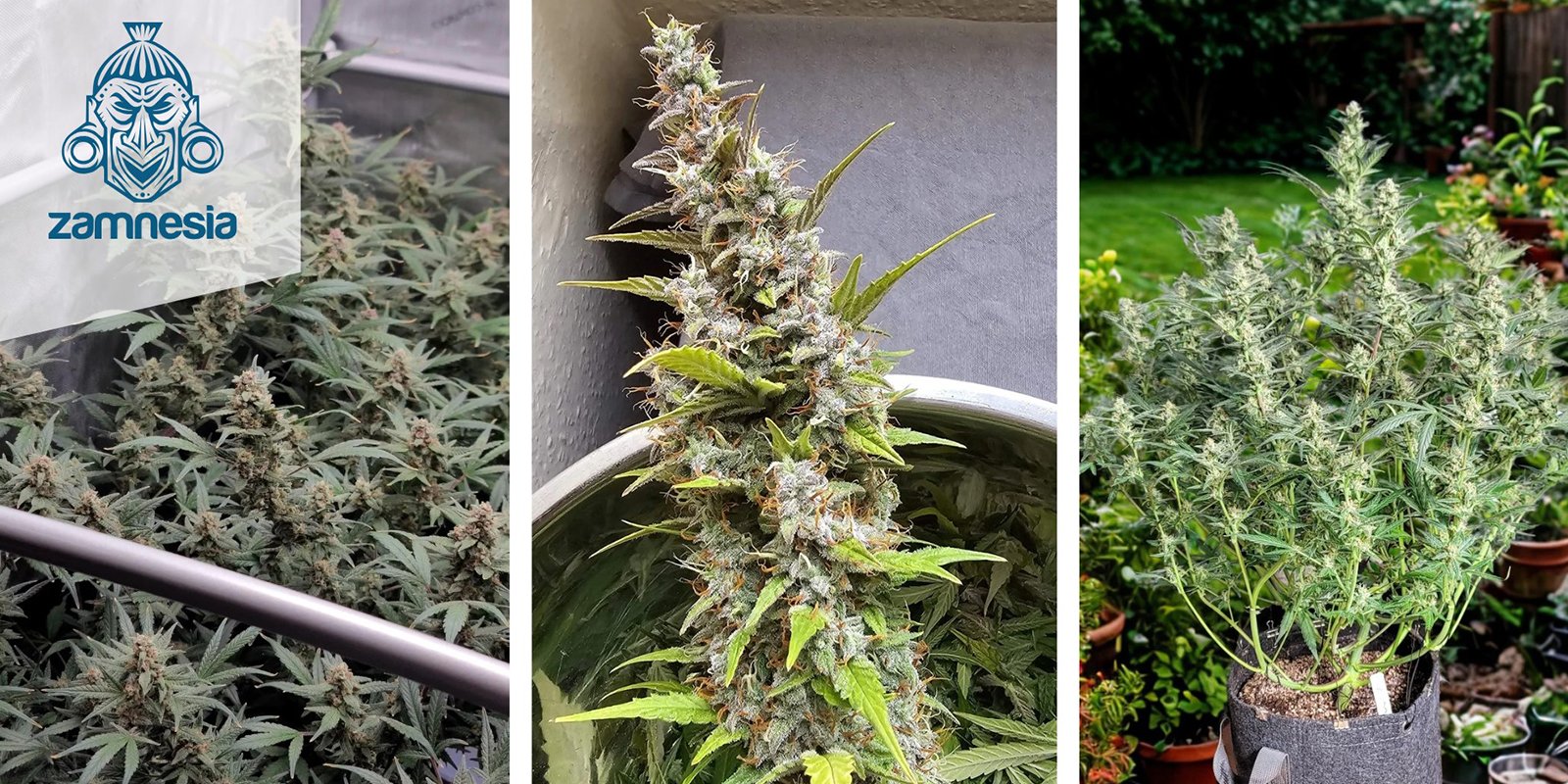 Tropicana Cookies Autoflower: Zamnesia Seeds