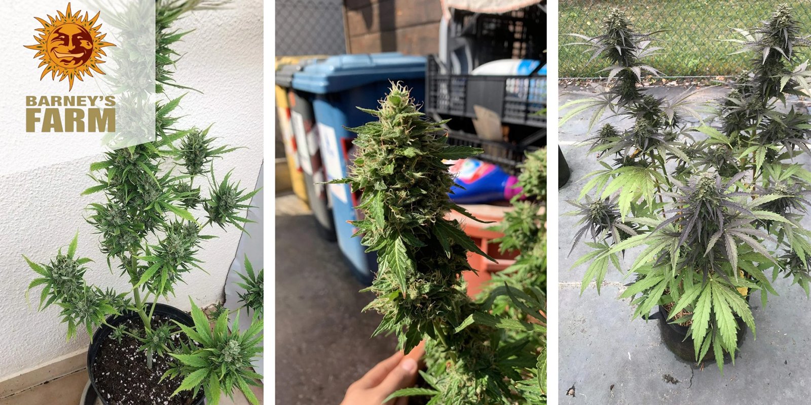 Zkittlez OG Auto: Barney's Farm