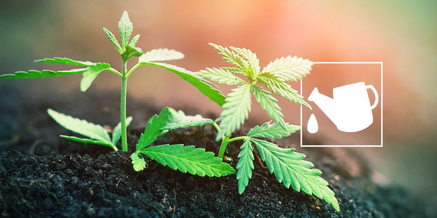 WHAT IS A CANNABIS GROWING MEDIUM AND WHY DOES IT MATTER?
