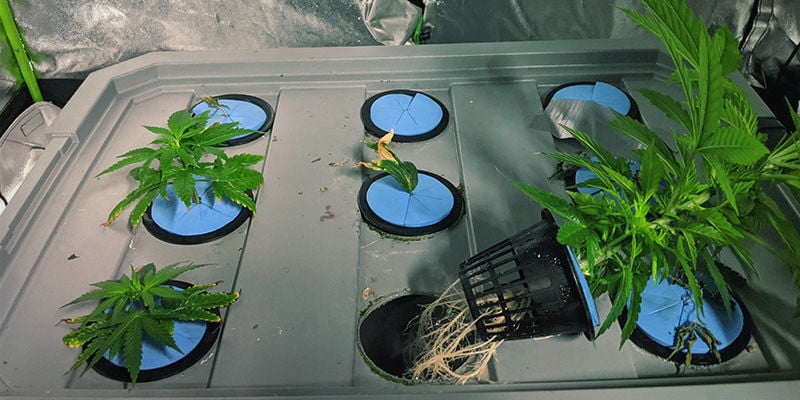 How To Grow Cannabis Using Aeroponics