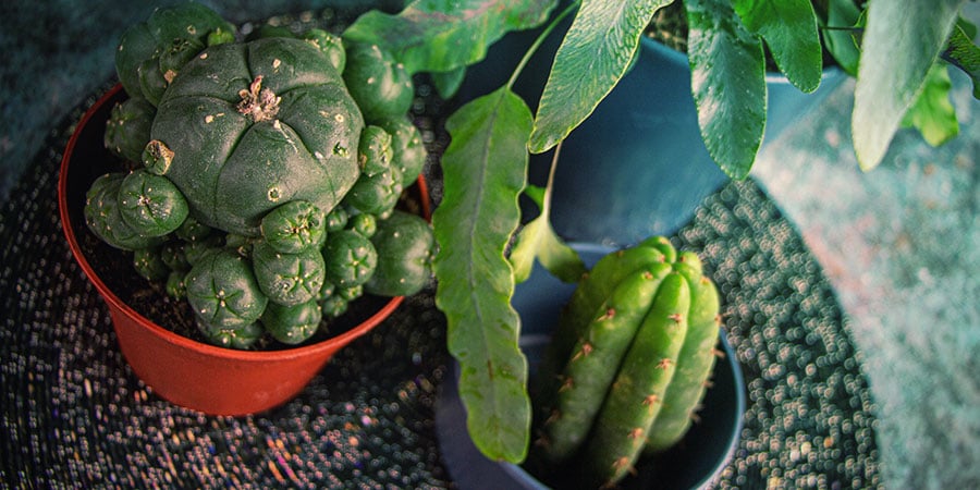 Growing Mescaline Cacti From Seed — The Bottom Line