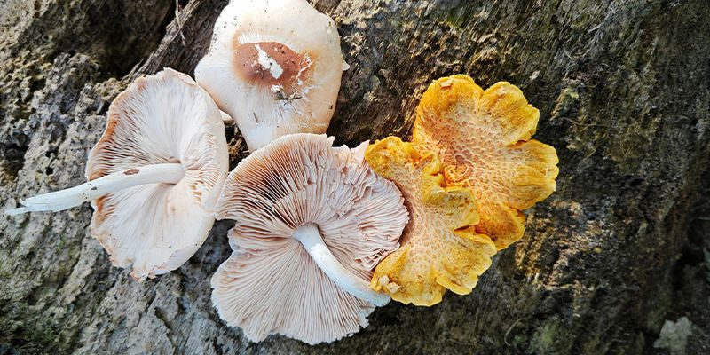 Pluteus