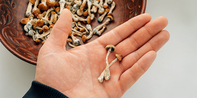 What distinguishes psilocybin mushrooms from other types of mushrooms?