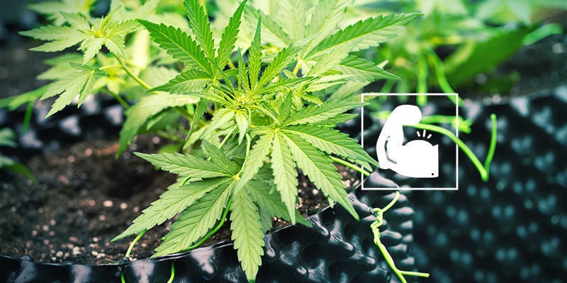Pro silicate cannabis