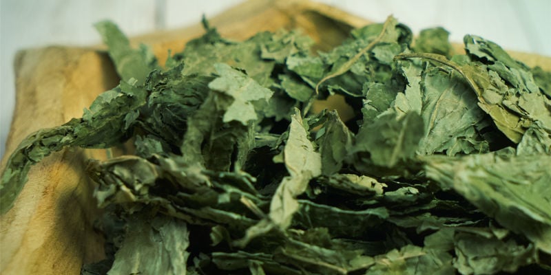 Salvia Salvia