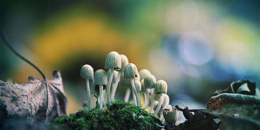 The best time to look for magic mushrooms