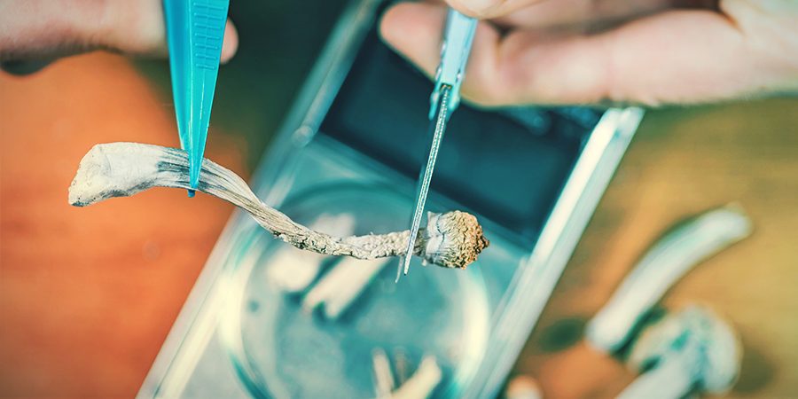 Magic Mushrooms Enhance Creativity MAGIC MUSHROOMS ENHANCE CREATIVITY
